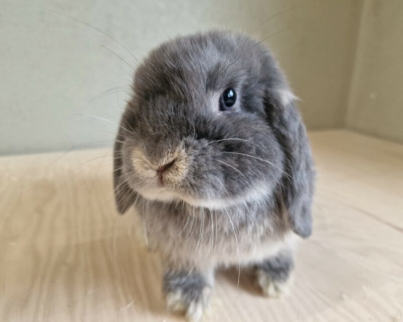 Titus