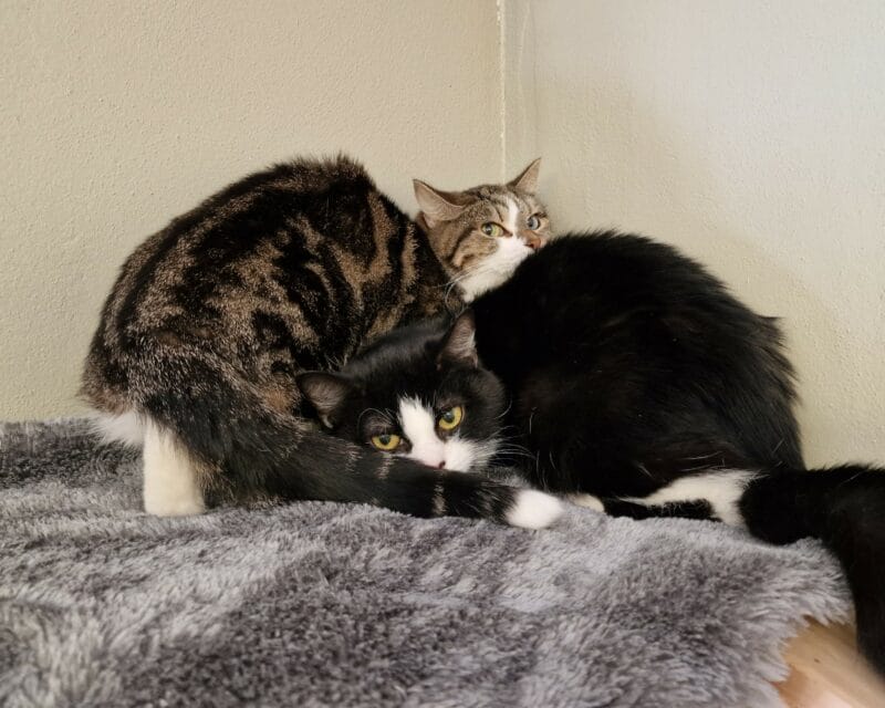 Zelda und Ziska