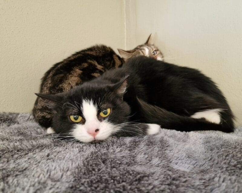 Zelda und Ziska