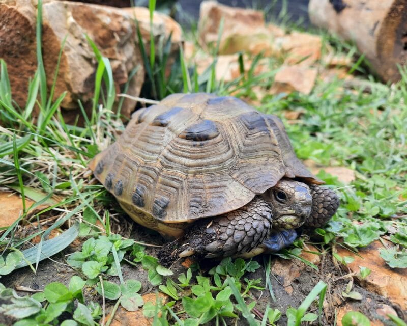 Vierzehen-Landschildkröte „Timor“ Vierzehen-Landschildkröte „Timor“