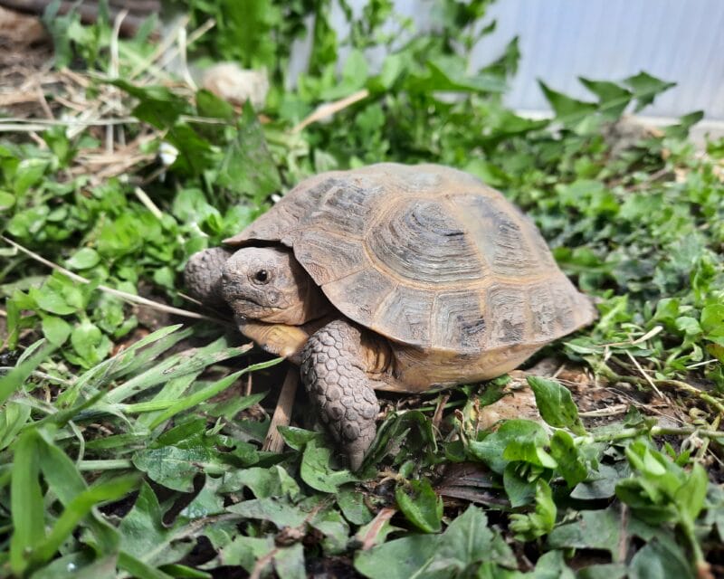 Vierzehen-Landschildkröte „Yuri“