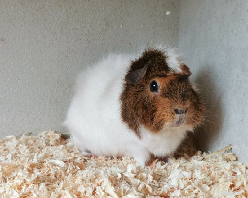 Franklin