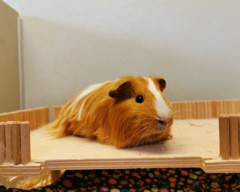 Abra Abra