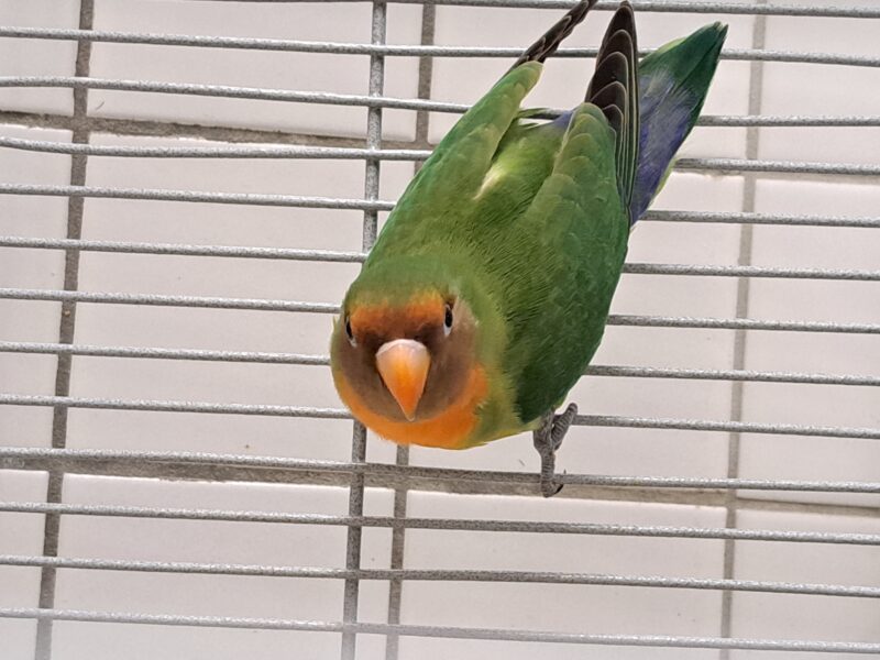 Quirl