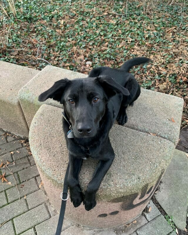 Max will nicht ins Tierheim