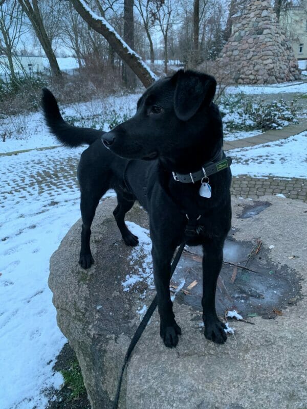 Max will nicht ins Tierheim