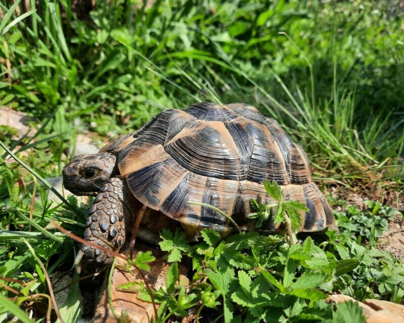 maurische Landschildkröte „Jamina“ maurische Landschildkröte „Jamina“