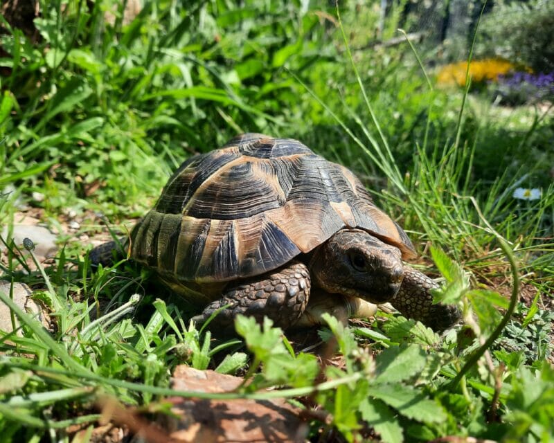 maurische Landschildkröte „Jamina“