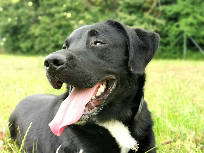 Appenzeller Sennenhund, Labrador Retriever Luca