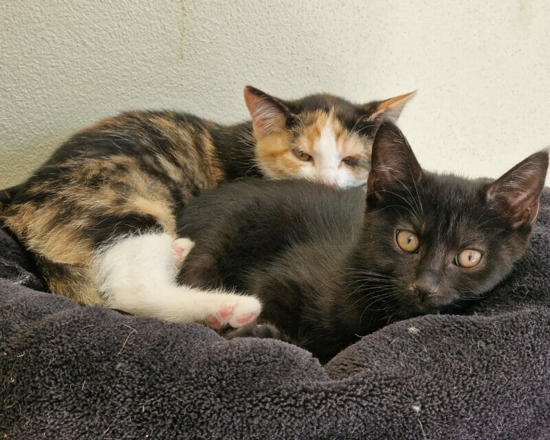 Katzenkinder Katzenkinder