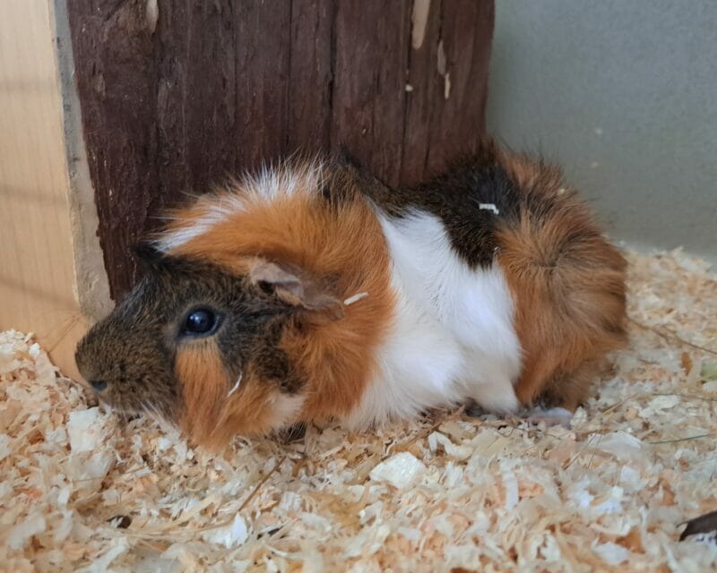 Peter und Pan