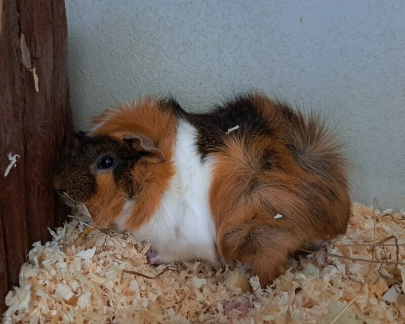 Peter und Pan