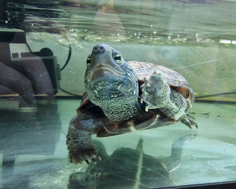 chinesische Dreikielschildkröte chinesische Dreikielschildkröte
