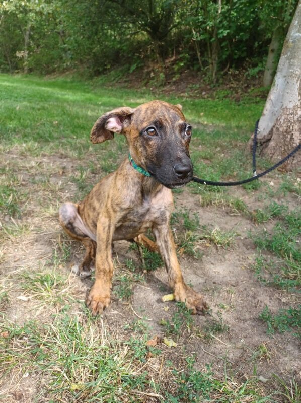 Englische Bulldogge, Hollandse Herdershond Ruben