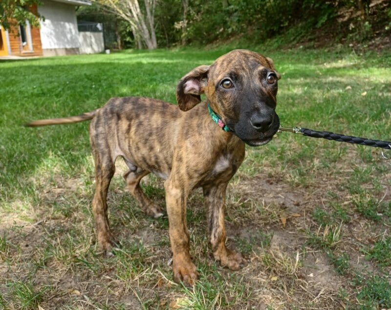Ruben - Englische Bulldogge, Hollandse Herdershond - Bild 2