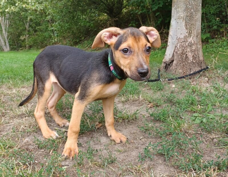 Englische Bulldogge, Hollandse Herdershond Rieke