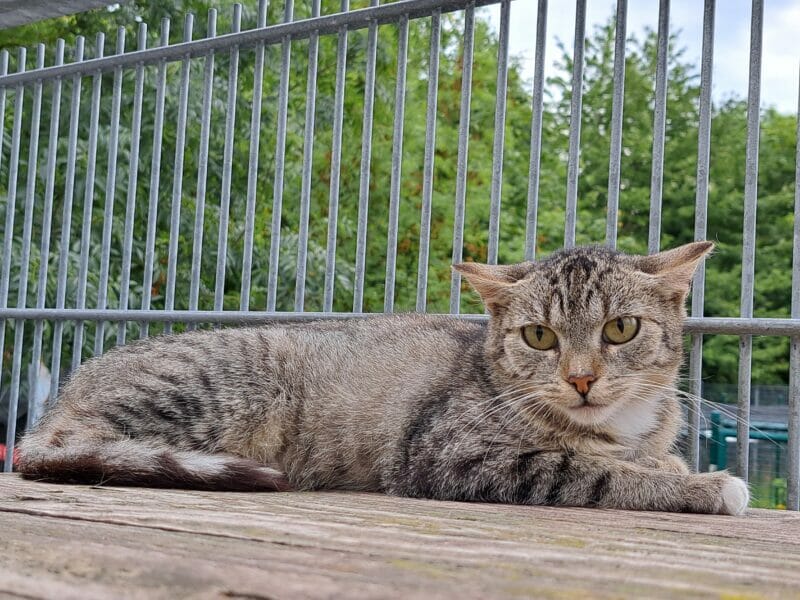 Löwenzahn