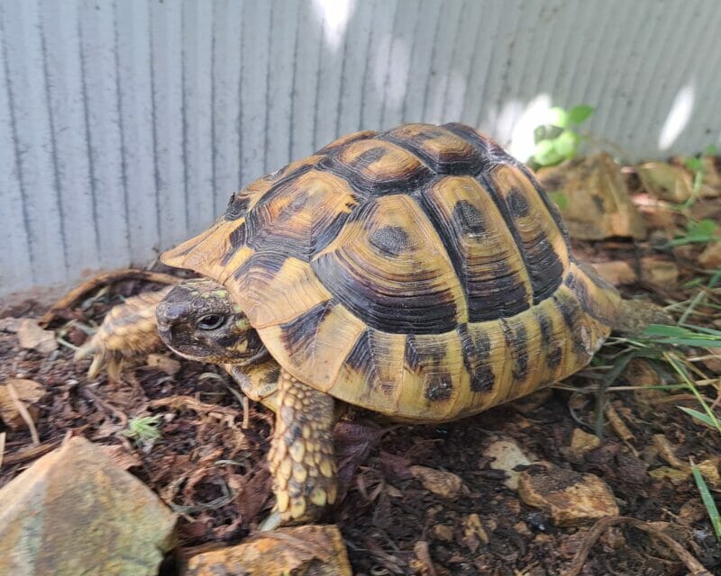 griechische Landschildkröte „Ikarus“ griechische Landschildkröte „Ikarus“