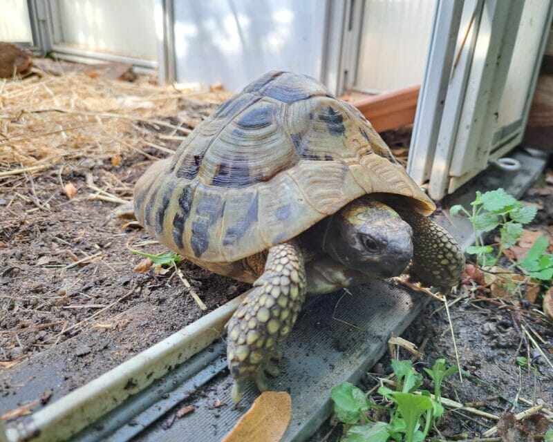 griechische Landschildkröte „Yanis“