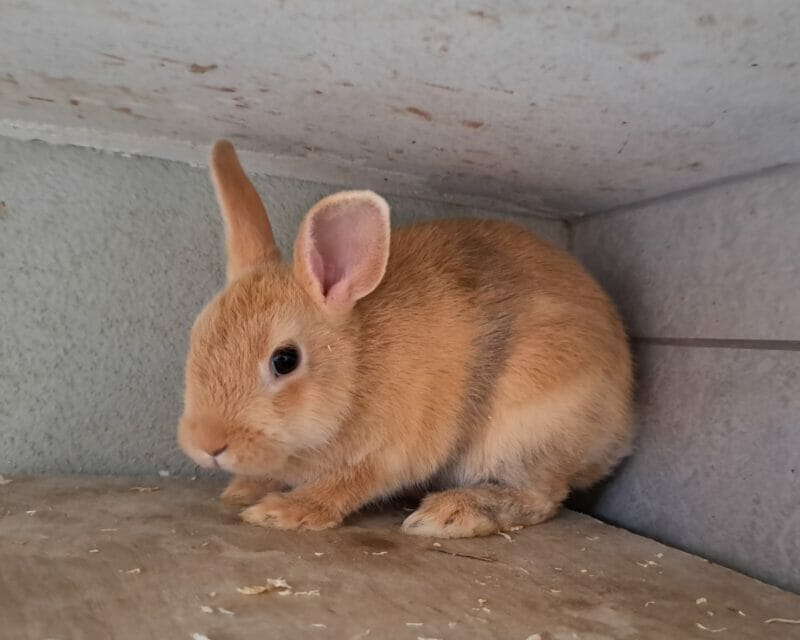 Chamälia