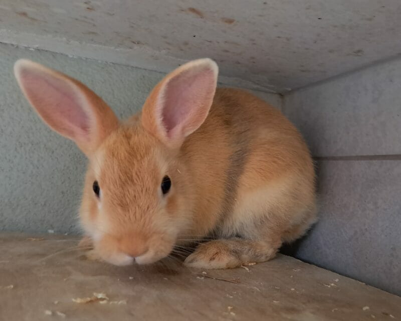 Chamälia Chamälia