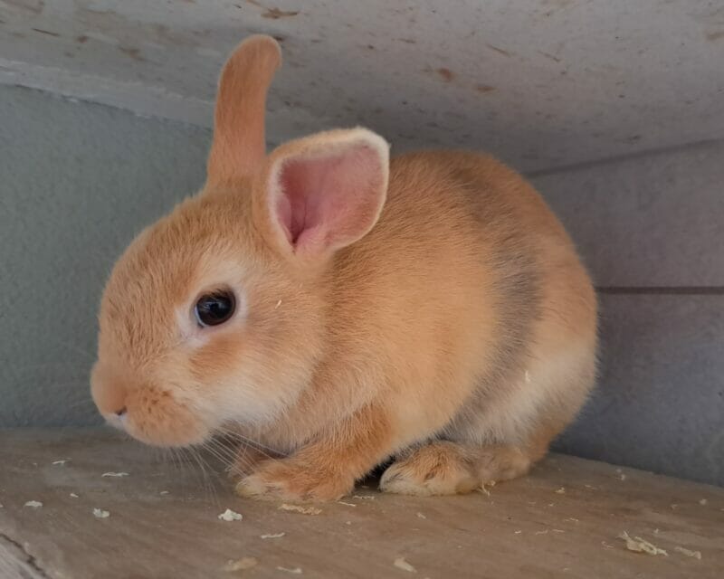 Chamälia