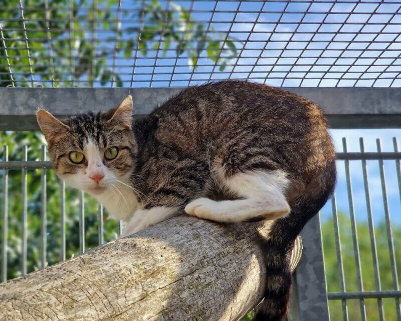 Hedda