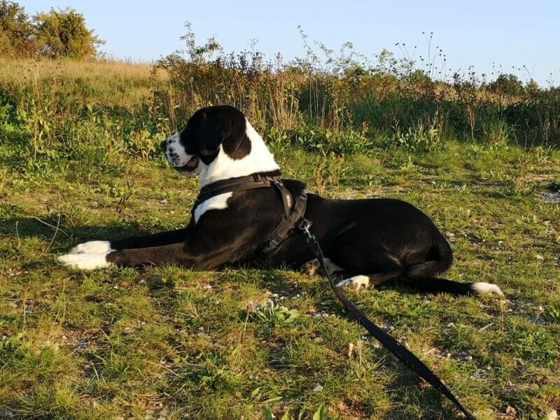 Privatvermittlung: Lotti Privatvermittlung: Lotti