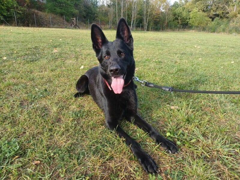 Nova
