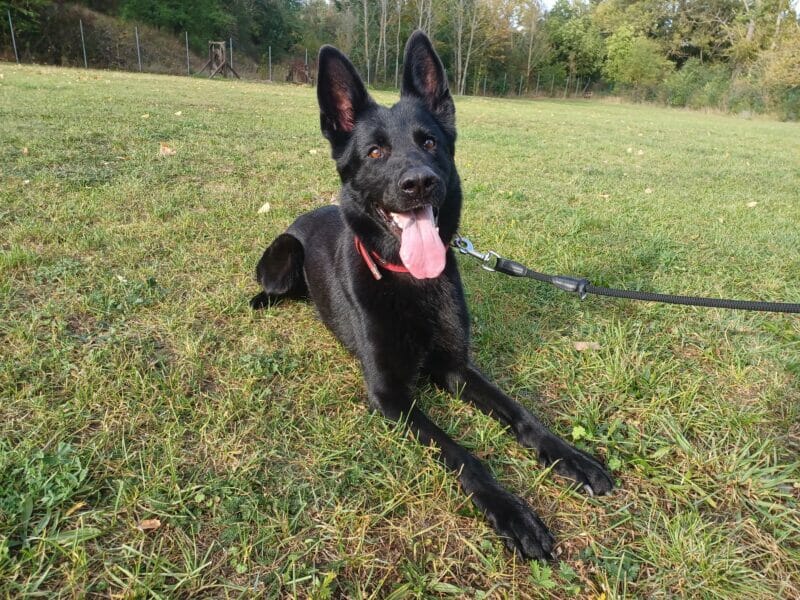 Nova