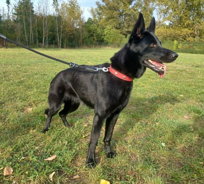 Nova
