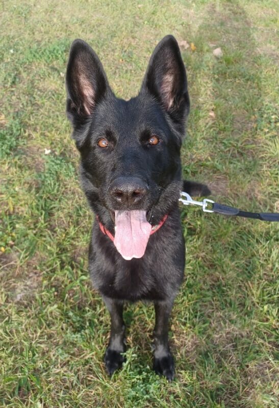 Nova