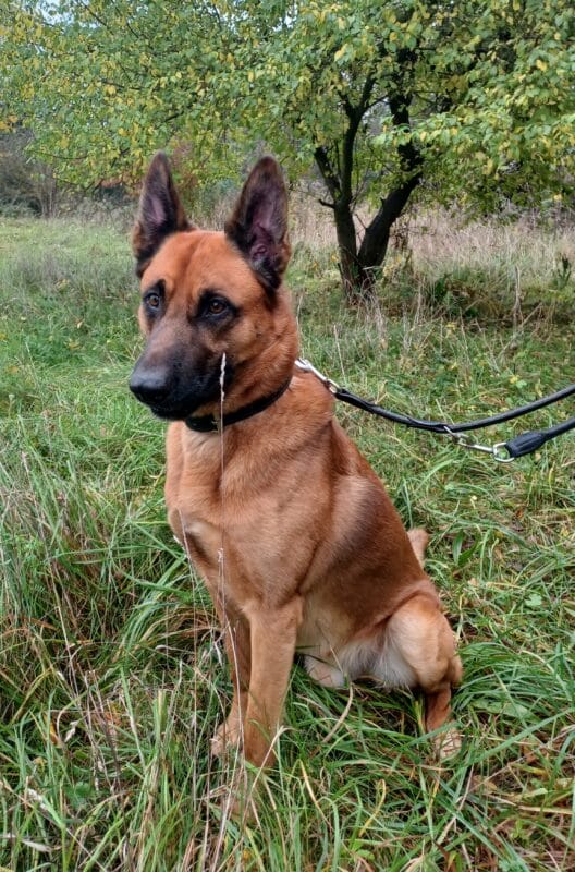 Caruso