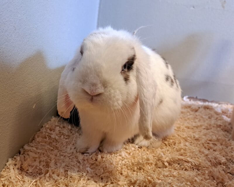 Harvey