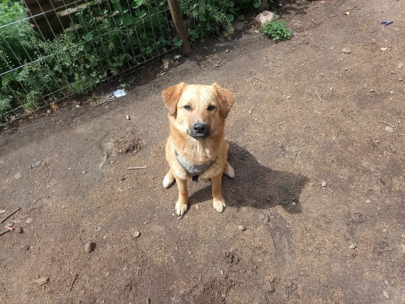 Privatvermittlung Junghund Mira