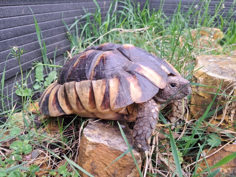 Breitrandschildkröte „Donna“