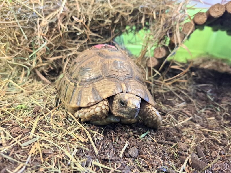 Maurische/tunesische Landschildkröte „Sami“