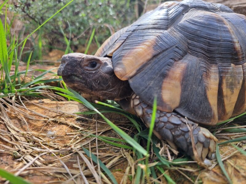 Breitrandschildkröte „Donna“