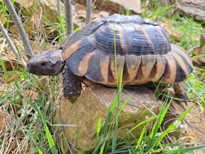 Breitrandschildkröte „Donna“