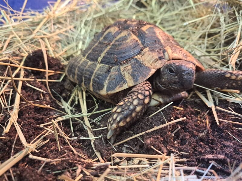 Griechische Landschildkröte „Lestris“