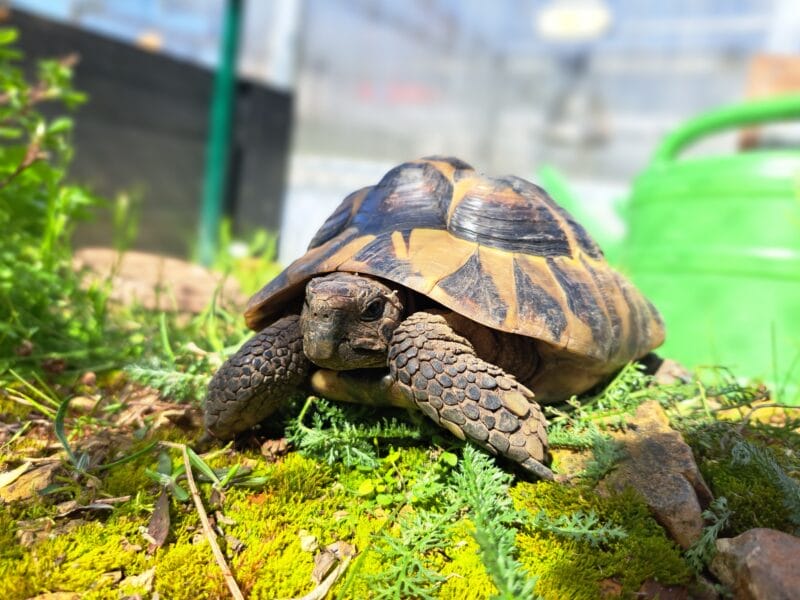 Griechische Landschildkröte „Neos“