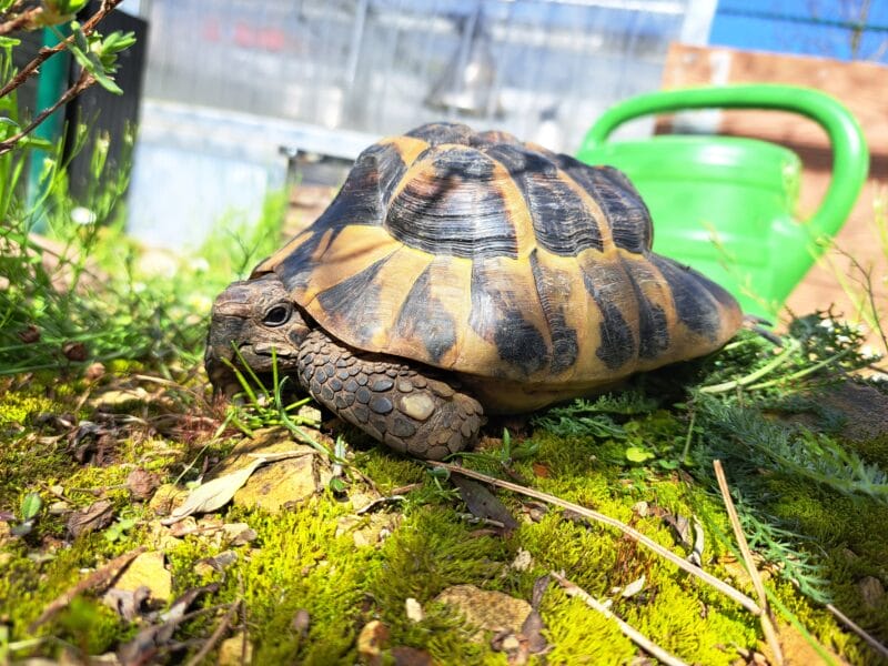 Griechische Landschildkröte „Neos“