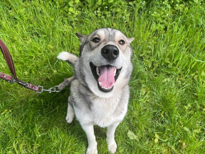 Siberian Husky-Mix Pablo