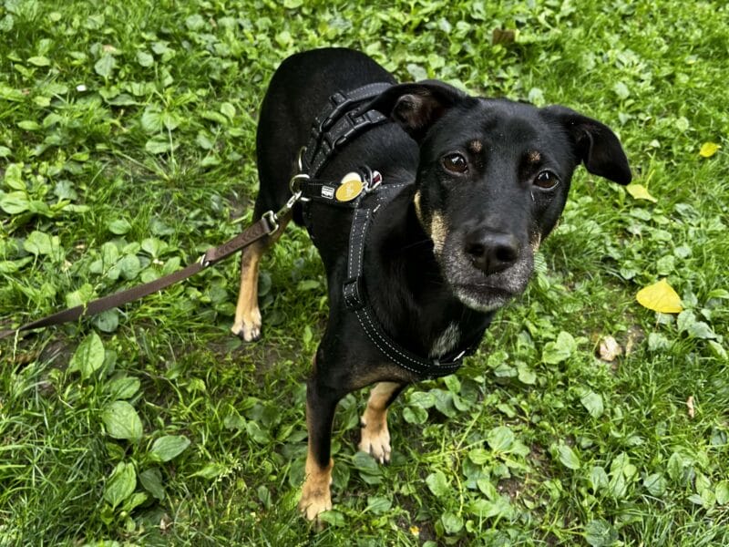 Sully möchte nicht ins Tierheim