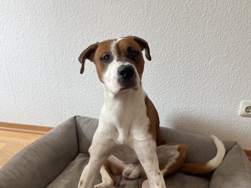 Murphy möchte nicht ins Tierheim