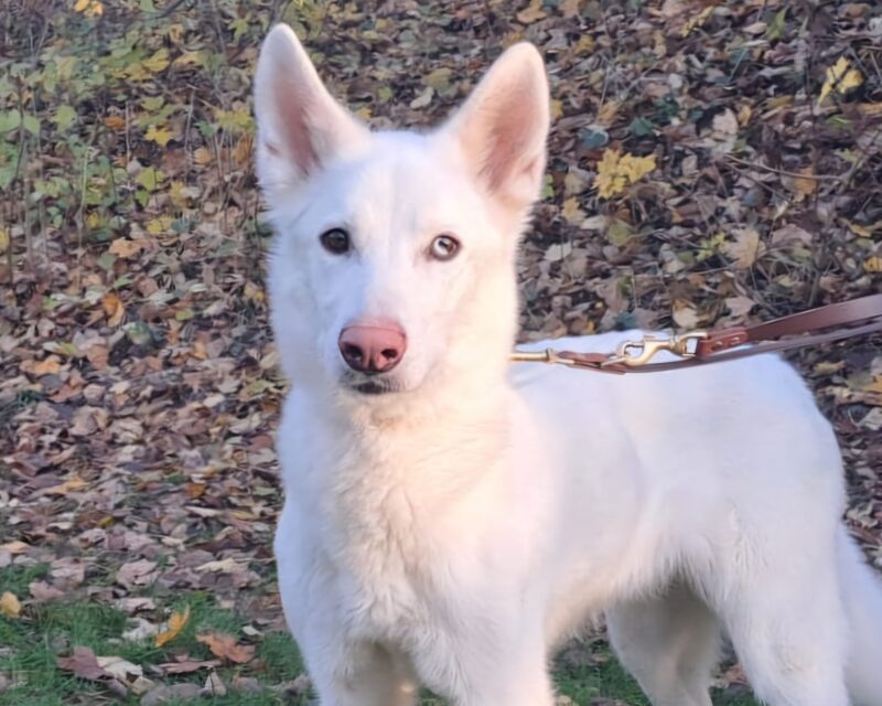 Deutscher Schäferhund, Siberian Husky Ice