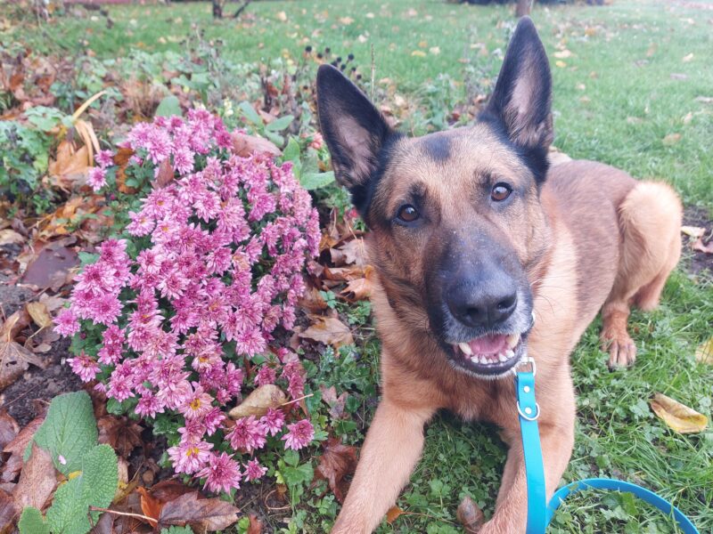 Belgischer Schäferhund-Mix Ranger
