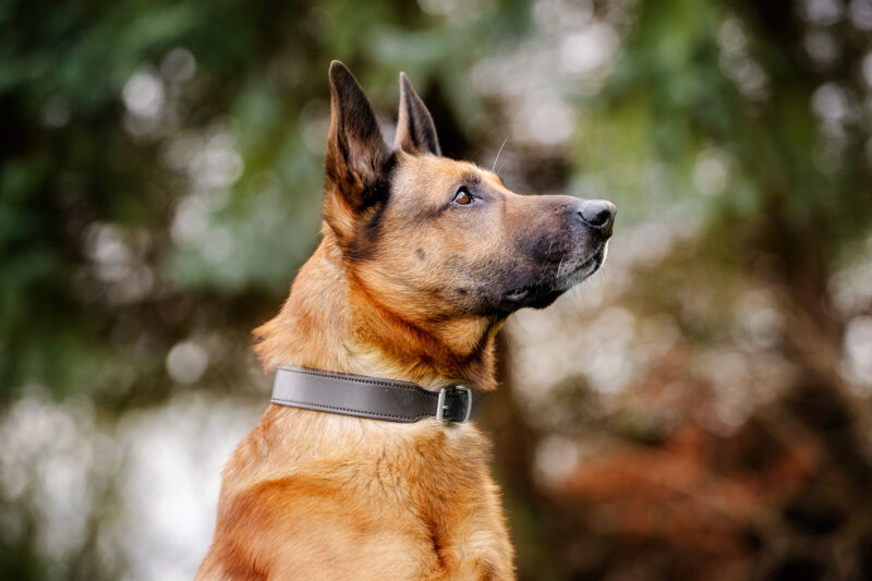 Ranger