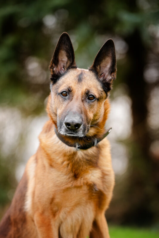 Ranger