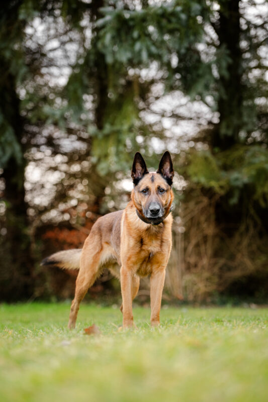 Ranger